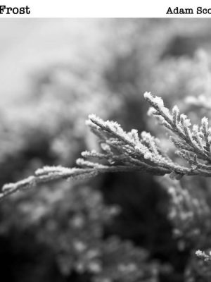 Late Frost album cover